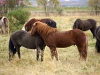 Zwei Islandpferde beknabbern sich